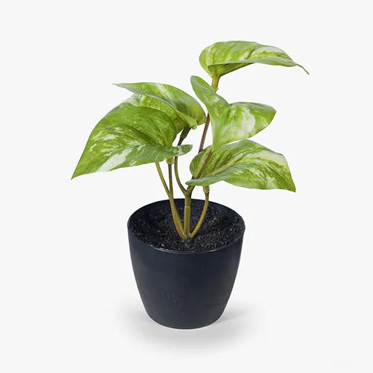 Pothos Marble in Pot - Variegated 15cm