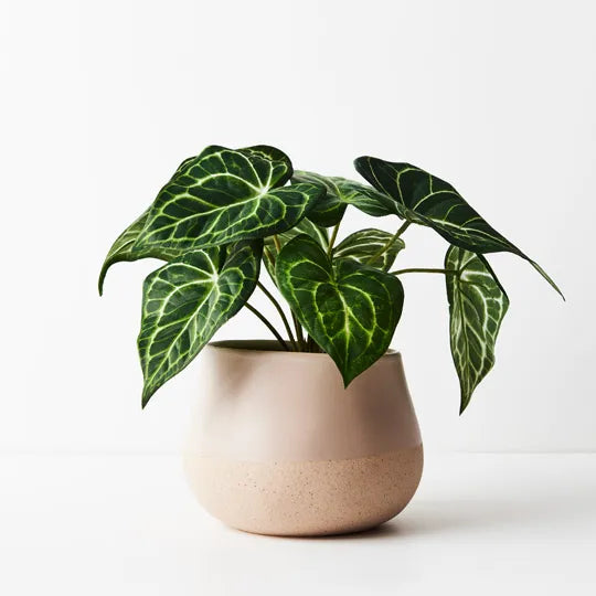 Syngonium Batik Plant - Green 25cm