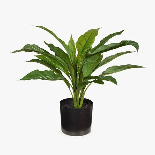 Spathiphyllum in Pot - Green 45cm