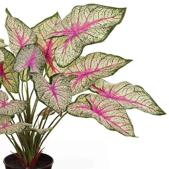 Caladium in Pot - Green & Pink 40cm