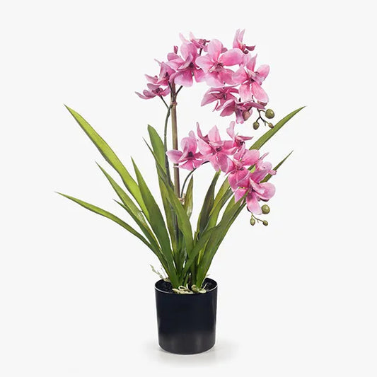 Orchid Ascocenda in Pot - Pink 48cm