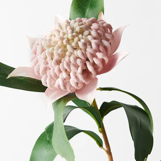 Waratah - Light Pink 69cm
