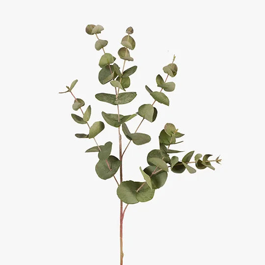 Eucalyptus Silver Dollar - Green 86cm