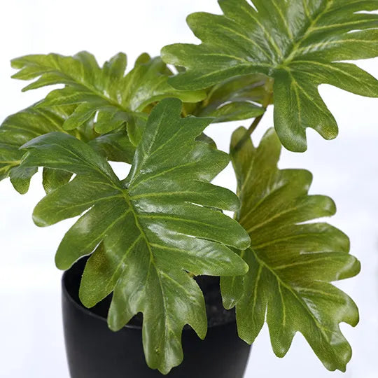 Philodendron Selloum in Pot - Green 15cm