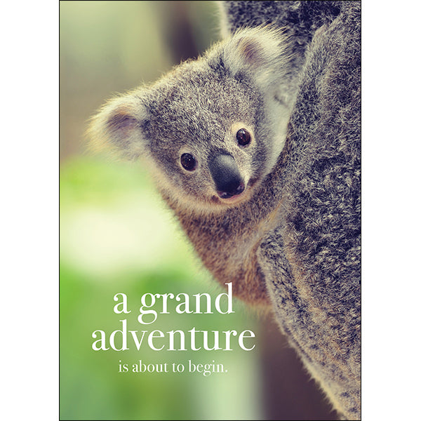 Animal Affirmations Card - A Grand Adventure is About to Begin (Koala)