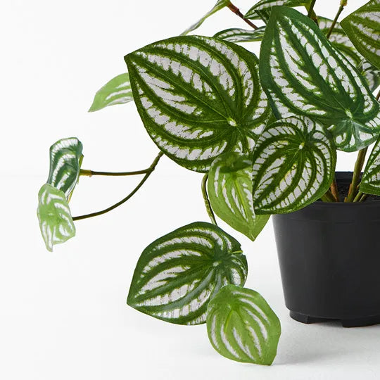 Peperomia in Pot - 19cm
