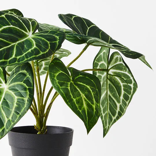 Syngonium Batik Plant - Green 25cm