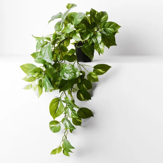 Pothos in Pot - Variegated 70cm