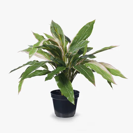 Cordyline Plant - Green & Pink 40cm