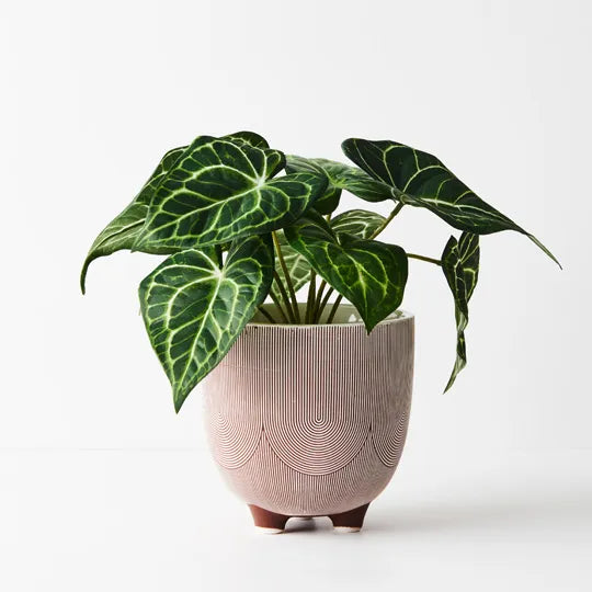 Syngonium Batik Plant - Green 25cm