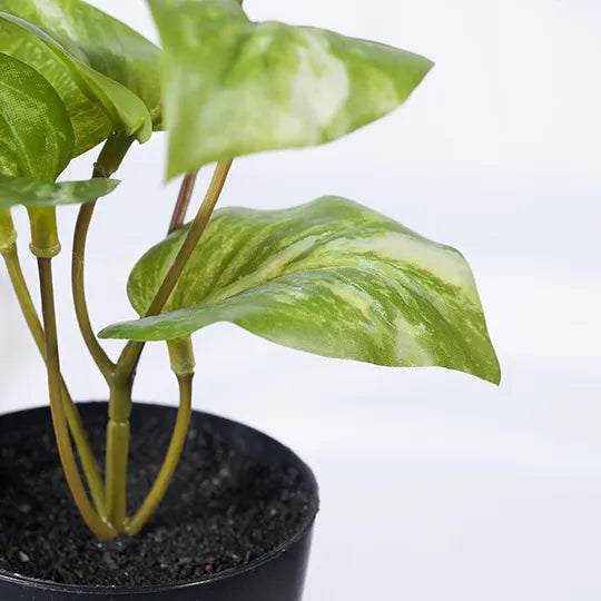 Pothos Marble in Pot - Variegated 15cm