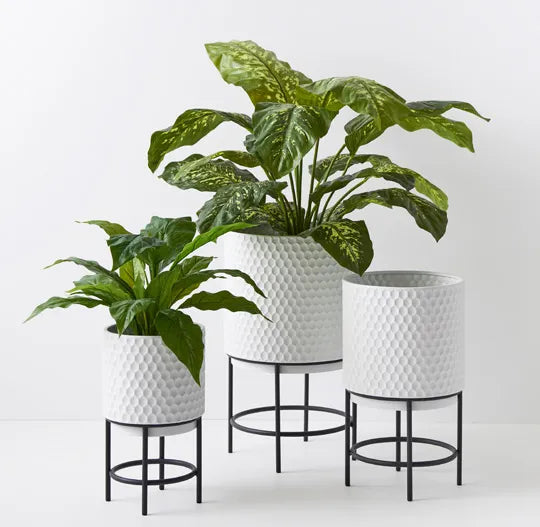Spathiphyllum in Pot - Green 45cm