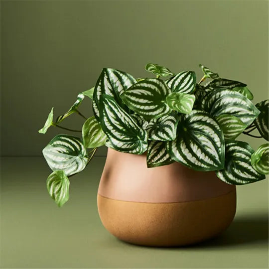 Peperomia in Pot - 19cm