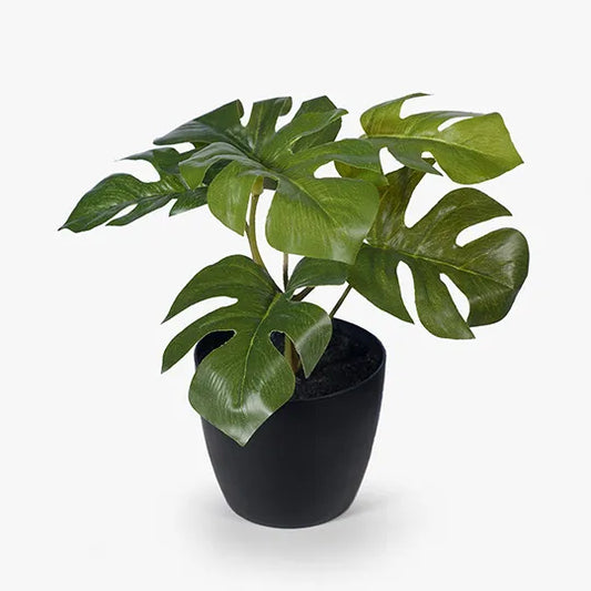 Monstera in Pot - Green 15cm