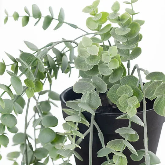 Eucalyptus Hanging Bush in Pot - Grey & Green 73cm
