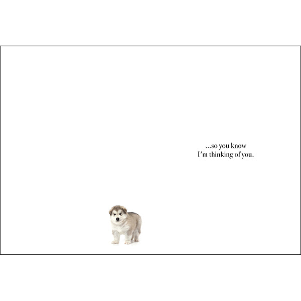 Animal Affirmations Card - This Is A Hug (Puppy & Kitten)