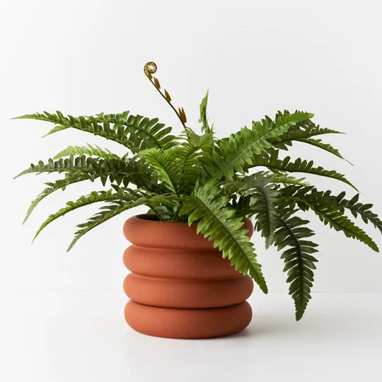 Boston Fern in Pot - Green 40cm