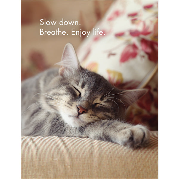 Little Affirmations Cards - Wise Cats