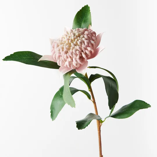 Waratah - Light Pink 69cm