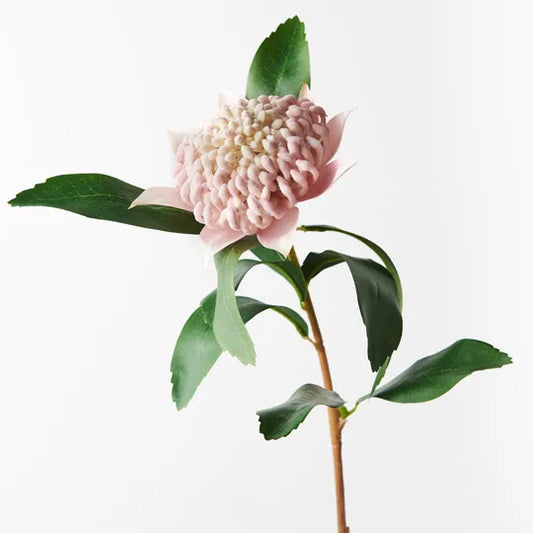Waratah - Light Pink 69cm