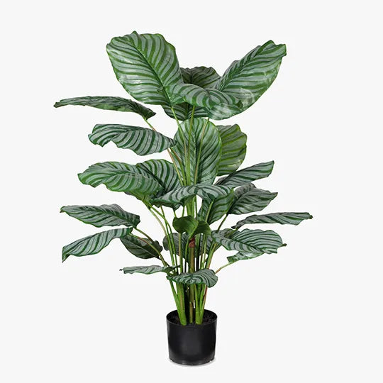 Calathea Plant - Green 111cm