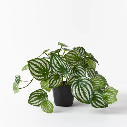 Peperomia in Pot - 19cm