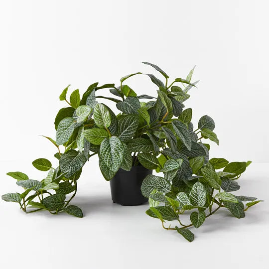 Fittonia Hanging Bush in Pot - Green 52cm