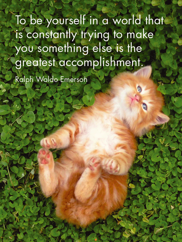 Little Affirmations Cards - Kitten Tales