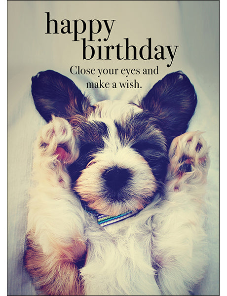 Animal Affirmations Card - Happy Birthday (Close Your Eyes)