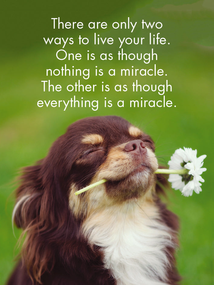 Little Affirmations Cards - Puppy Love