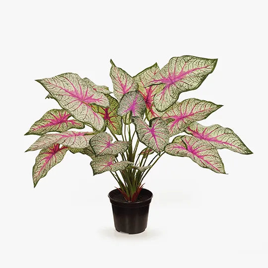 Caladium in Pot - Green & Pink 40cm