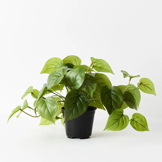 Philodendron in Pot - Green 19cm