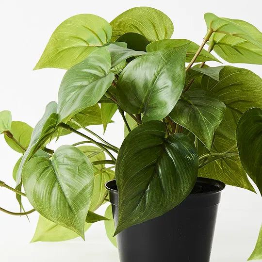Philodendron in Pot - Green 19cm