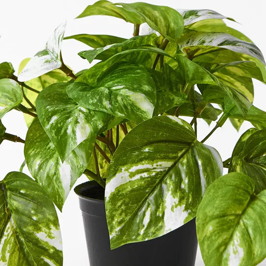 Pothos Marble in Pot - Variegated 20cm
