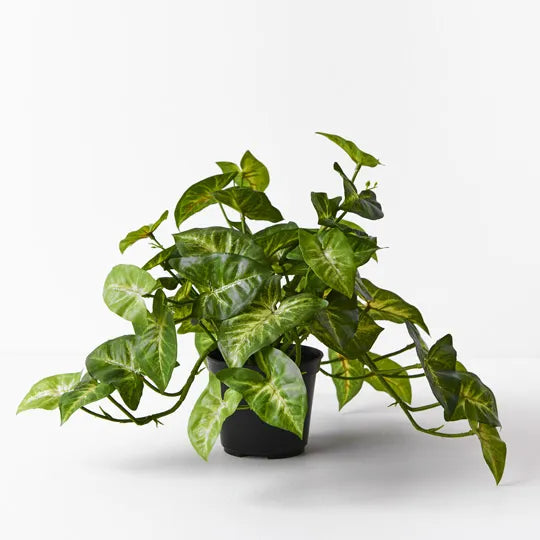Syngonium Hanging Bush in Pot - Green 30cm
