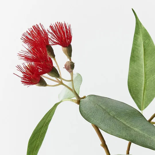 Flowering Eucalyptus - Red 53cm