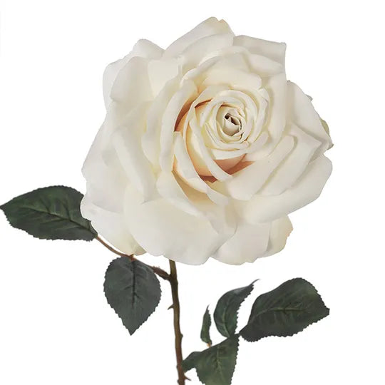 Rose Madonna - Cream 67cm