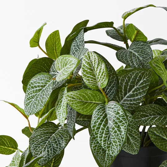 Fittonia Hanging Bush in Pot - Green 52cm