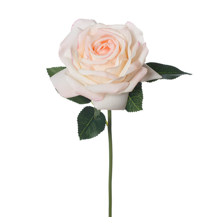 Rose Bella - Cream Pink 37cm