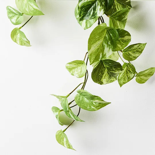 Pothos Marble Hanging Bush in Pot - Variegated 64cm