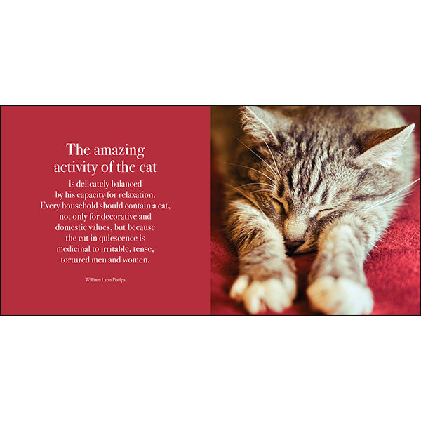 The Great Catsby - Inspirational Book