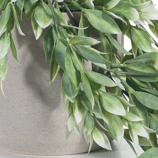 Ruscus Hanging Bush in Pot - Green & White 73cm