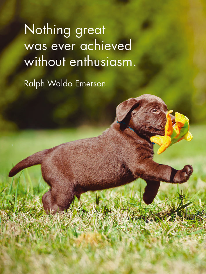 Little Affirmations Cards - Puppy Love