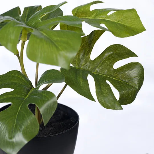 Monstera in Pot - Green 15cm