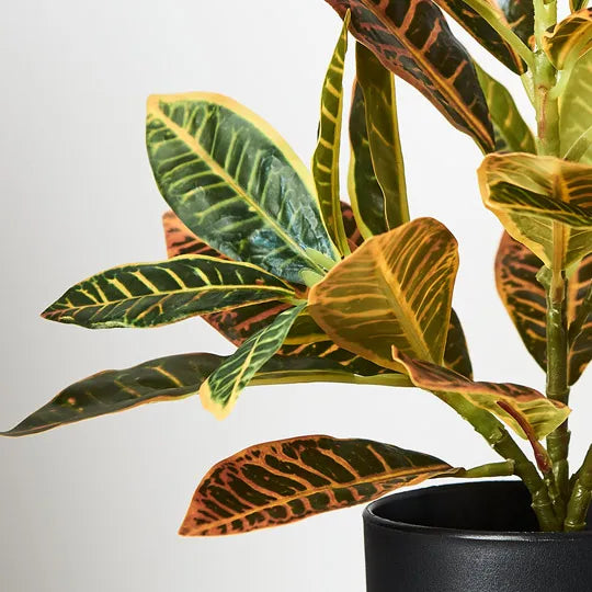 Croton in Pot - Green Red 26cm