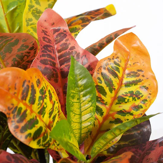 Croton Plant - Orange Green 54cm