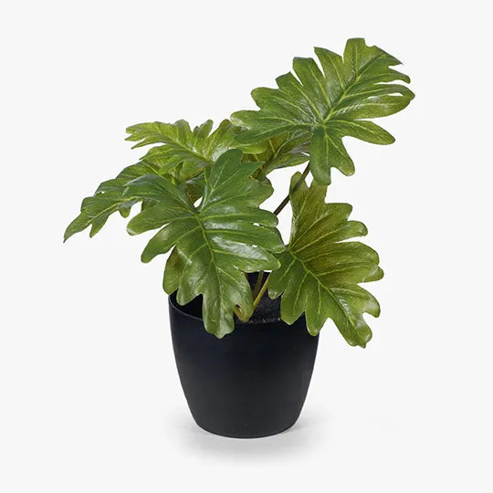 Philodendron Selloum in Pot - Green 15cm
