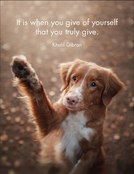 Little Affirmations Cards - Every Dog Has It's Day