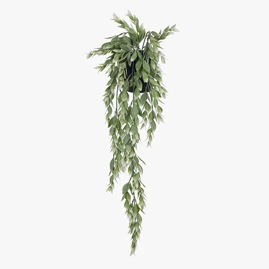 Ruscus Hanging Bush in Pot - Green & White 73cm