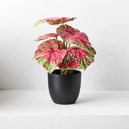 Begonia in Pot - Red & Green 25cm